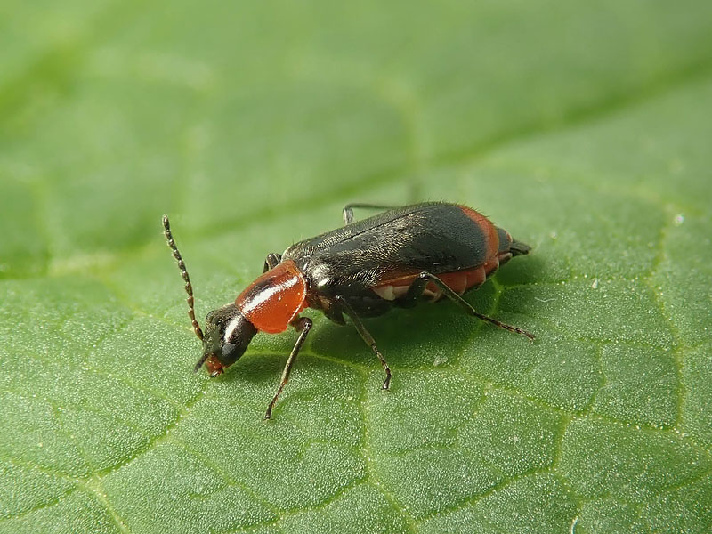 Malachidae: Attalus minimus? S, femmina.